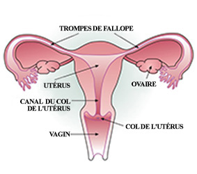 Diagramme de l’utérus et du col de l’utérus