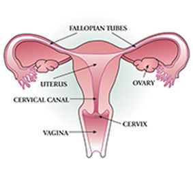 Cervical Cancer