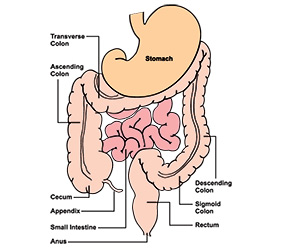 Diagram of the digestive system showing the colon and rectum
