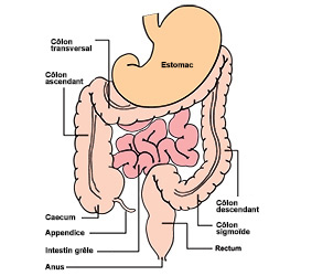 Diagramme du système digestif montrant le colon et le rectum