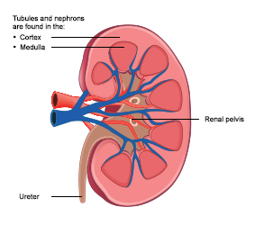 Diagram of the internal structure of a kidney