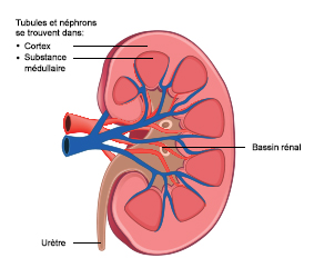 Diagram of the internal structure of a kidney