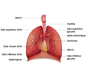 Diagramme des poumons et de leurs structures internes, tels les lobes, les bronches et la plèvre