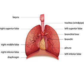 Diagram of the lungs and its internal structures such as lobes, bronchi and pleura