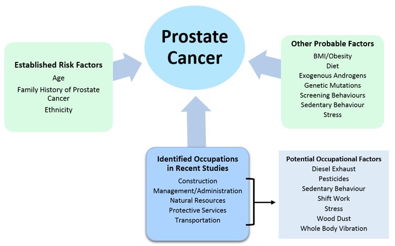 Risk factors for prostate cancer, including occupation groups